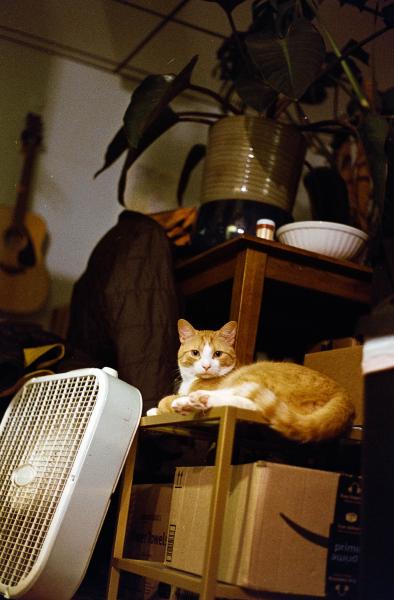 Cats